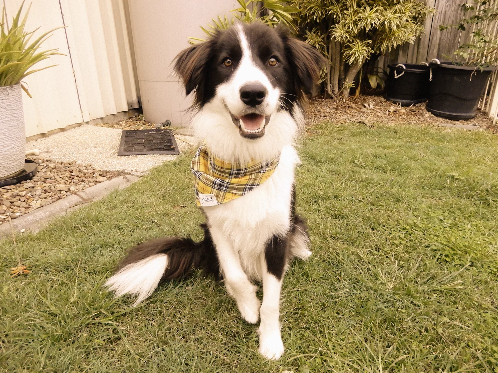A black and white Border Collie sitting on grass wearing a yellow and black plaid bandana around its neck